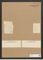 Homoeocladia sp. (de-Toni-Nr.: Genus 48) Zeichnungen Sammlung Grunow Nr. 4423 (NHMW-BOT-W0372580)